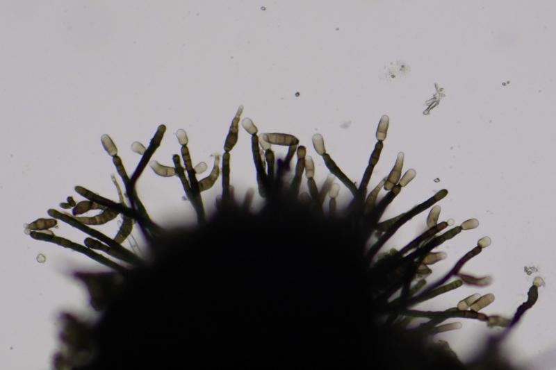 macrostoma