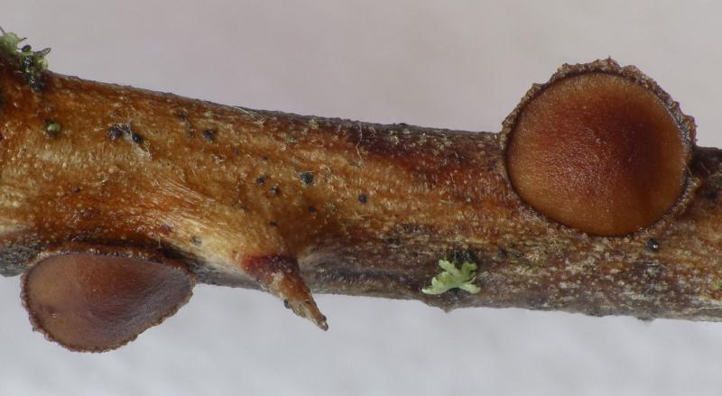 macrostoma