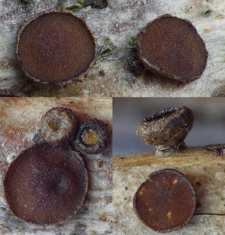 macrostoma