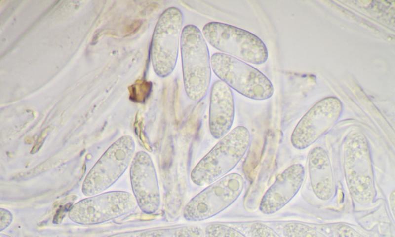 macrostoma