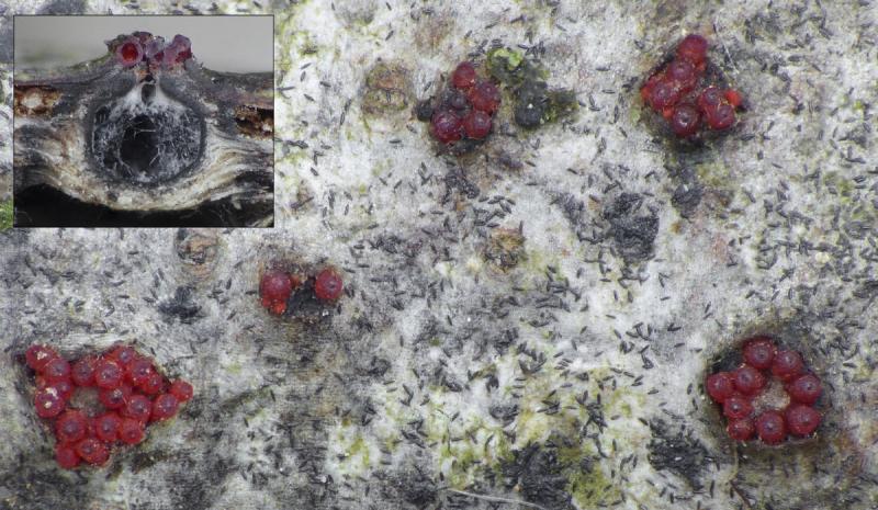 macrostoma