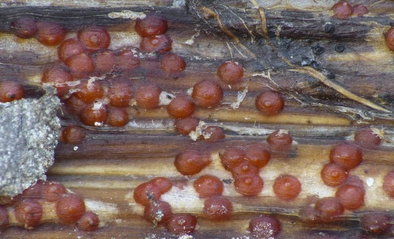 macrostoma