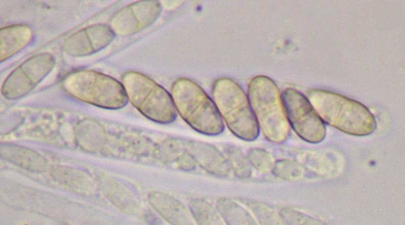 macrostoma