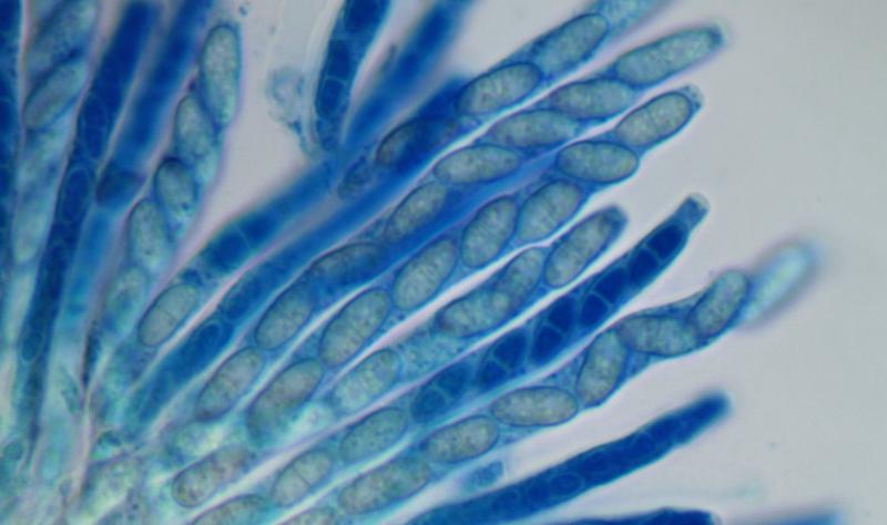 macrostoma