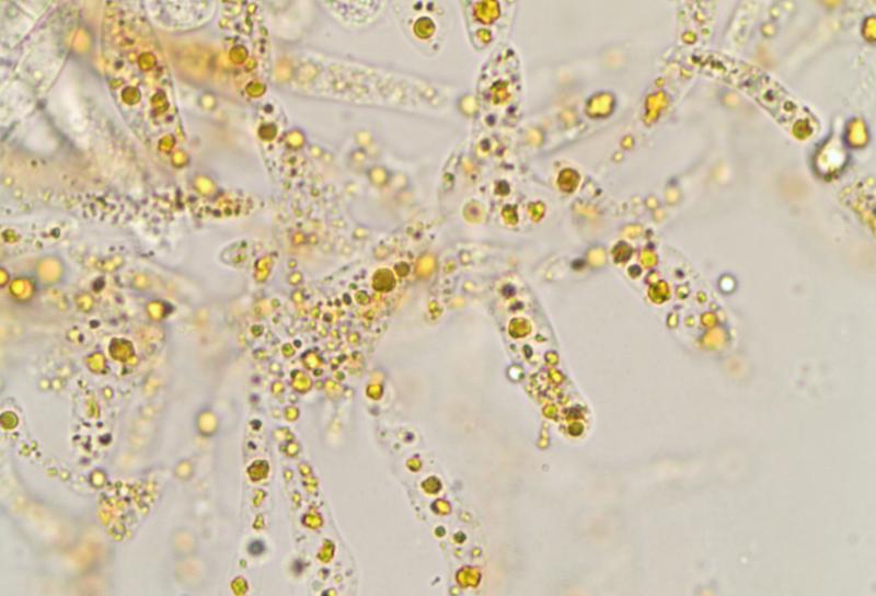macrostoma