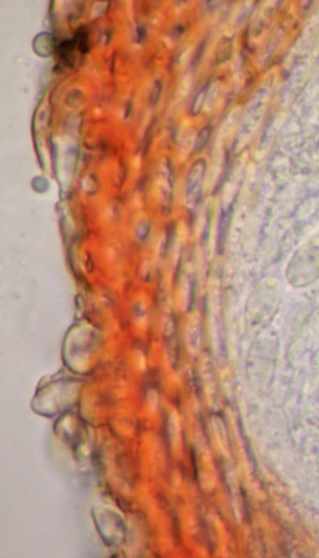 macrostoma