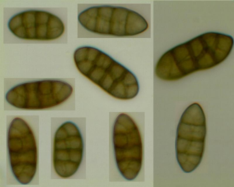 macrostoma