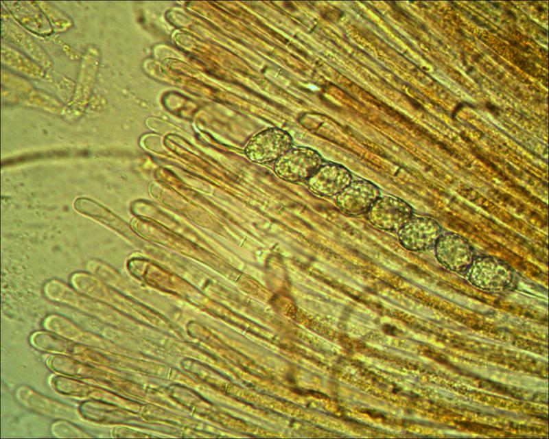macrostoma