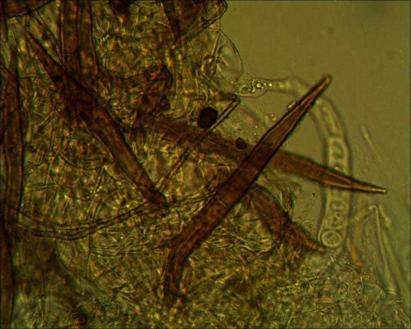 macrostoma