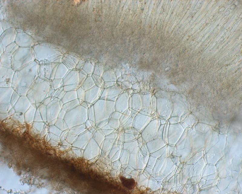 macrostoma