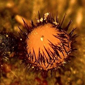 macrostoma
