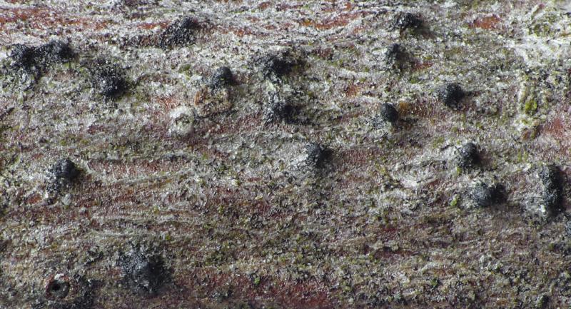 macrostoma
