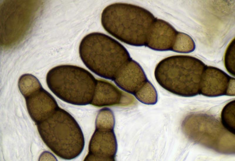 macrostoma