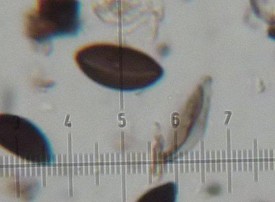 macrostoma