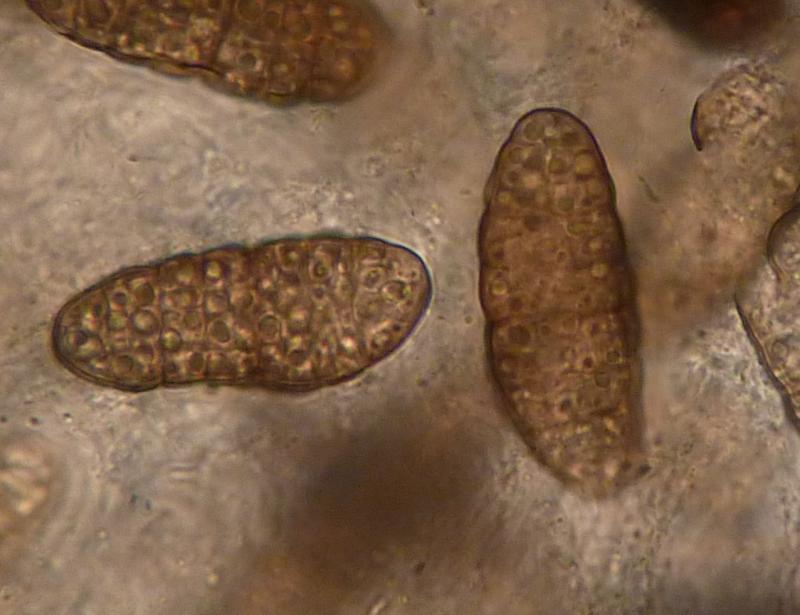 macrostoma