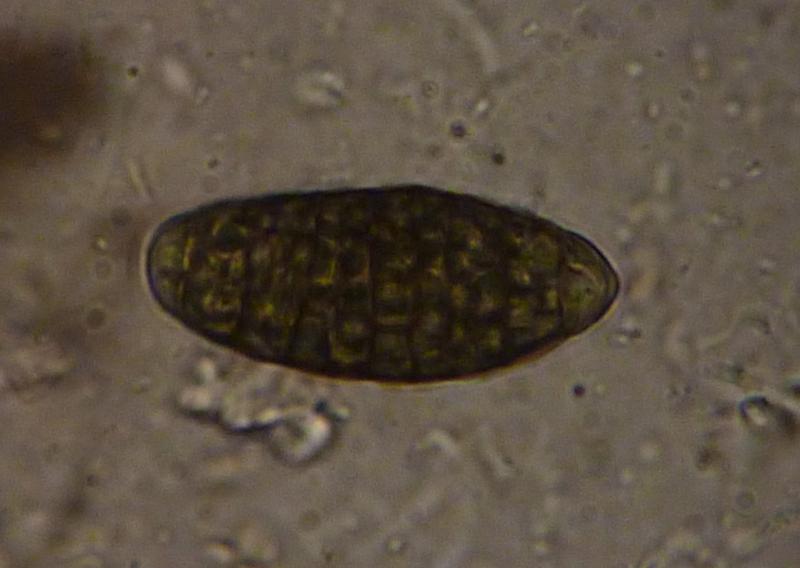 macrostoma