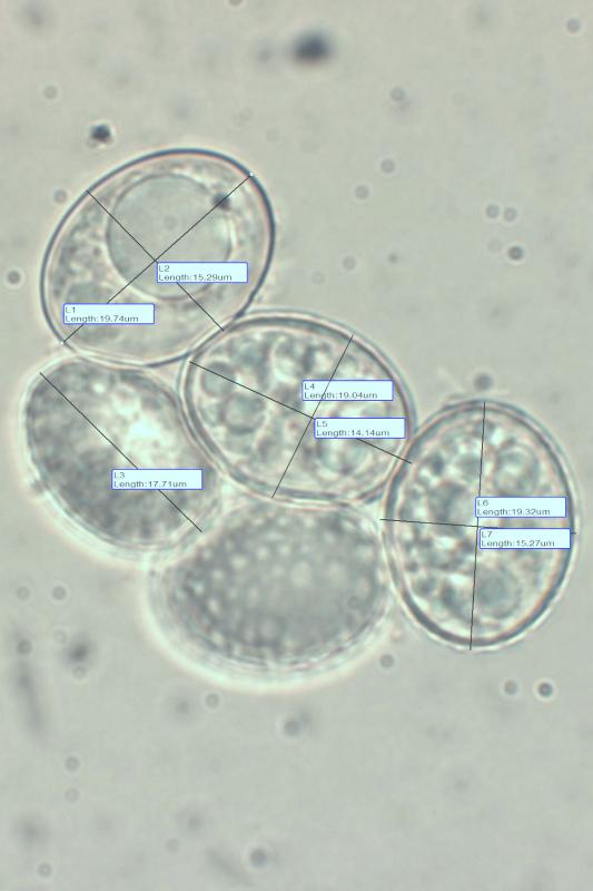 macrostoma