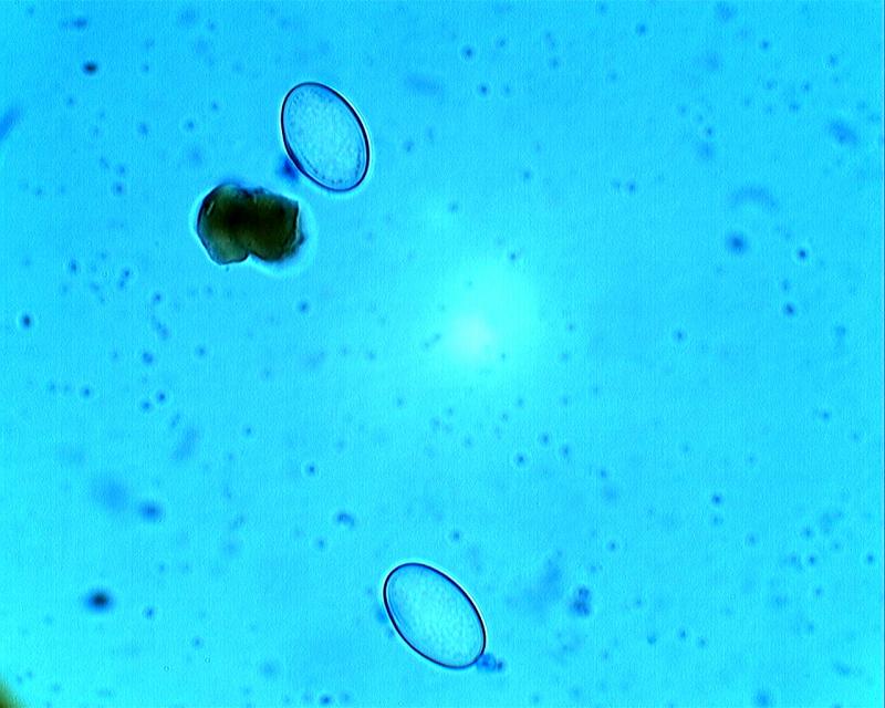 macrostoma