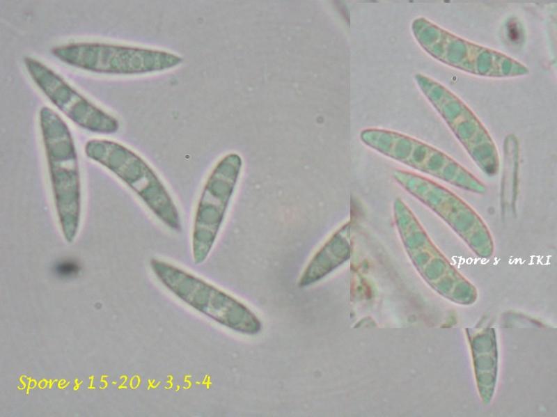 macrostoma