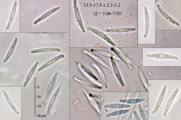 macrostoma