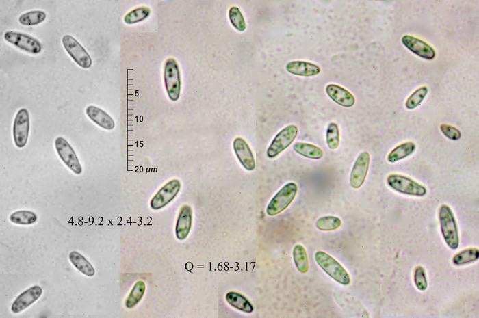 macrostoma