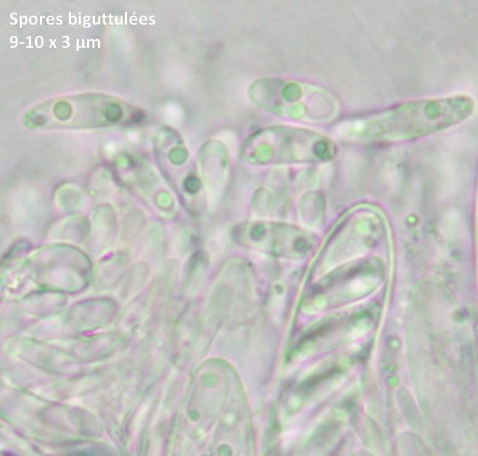 macrostoma