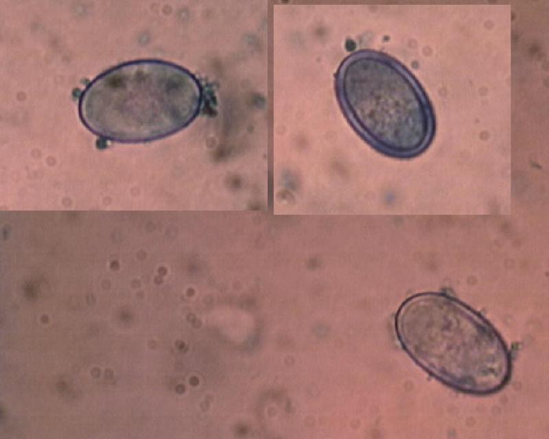 macrostoma