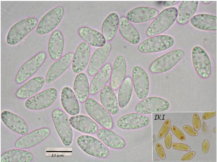 macrostoma