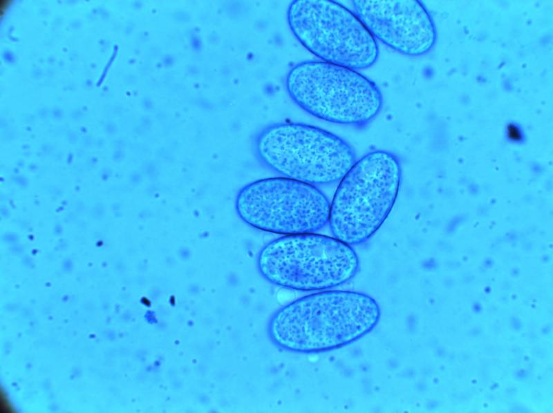 macrostoma