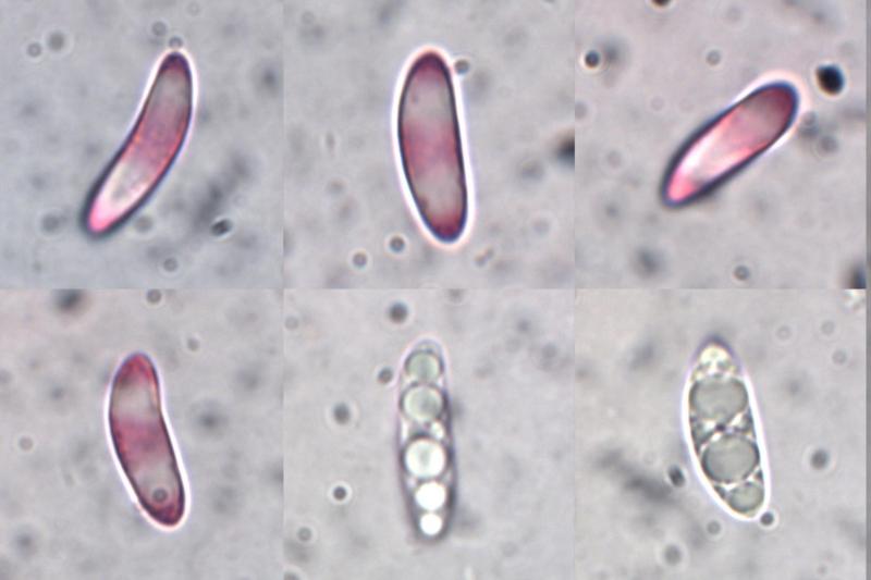 macrostoma