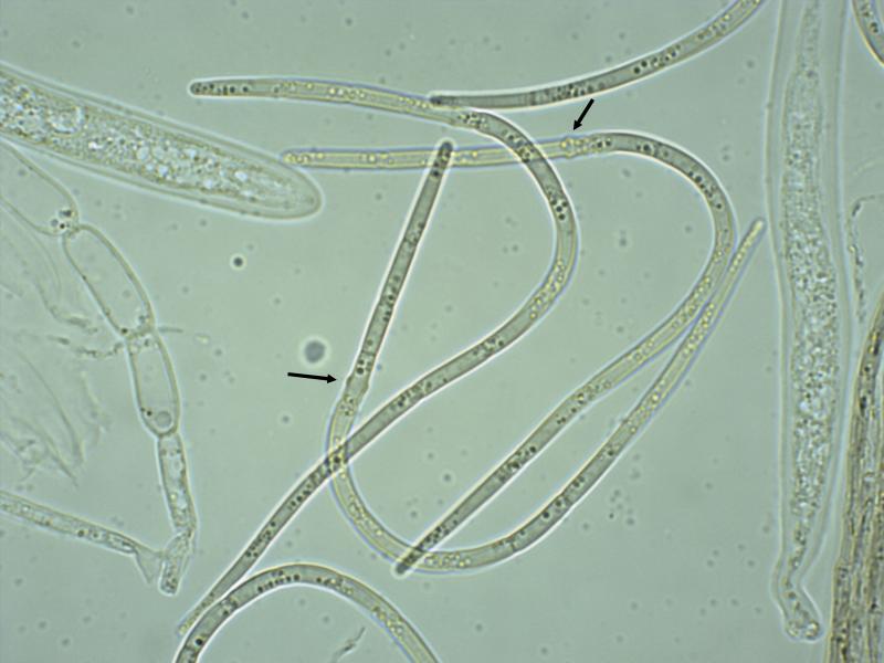 macrostoma