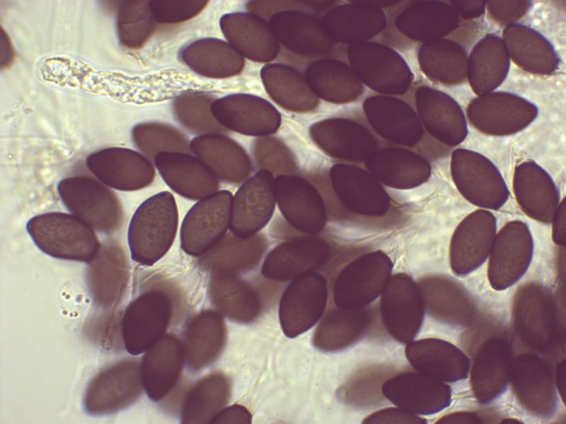 macrostoma