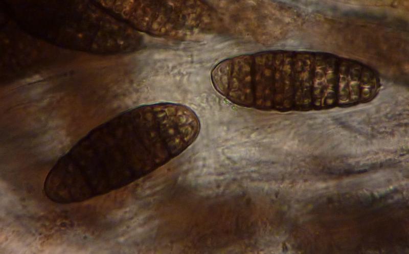 macrostoma