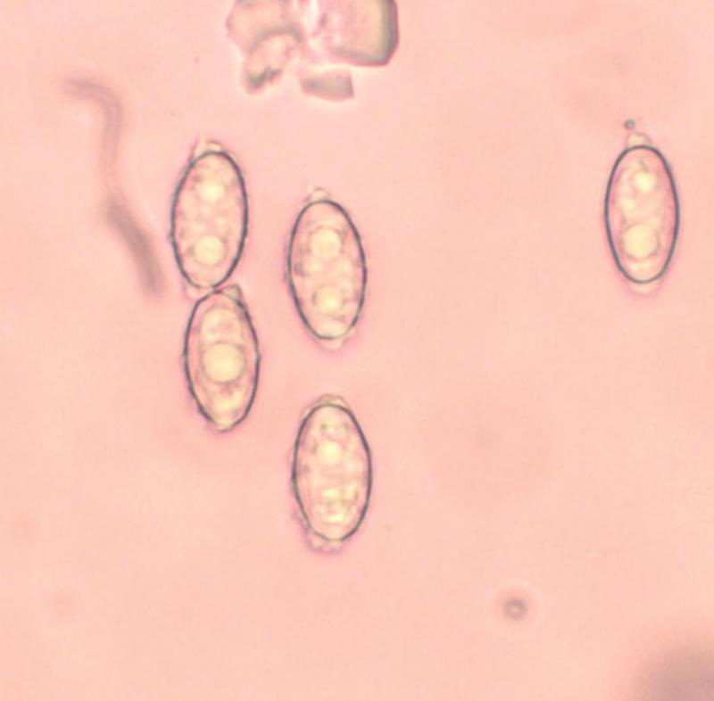 macrostoma