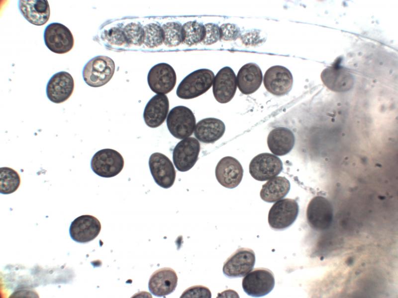 macrostoma