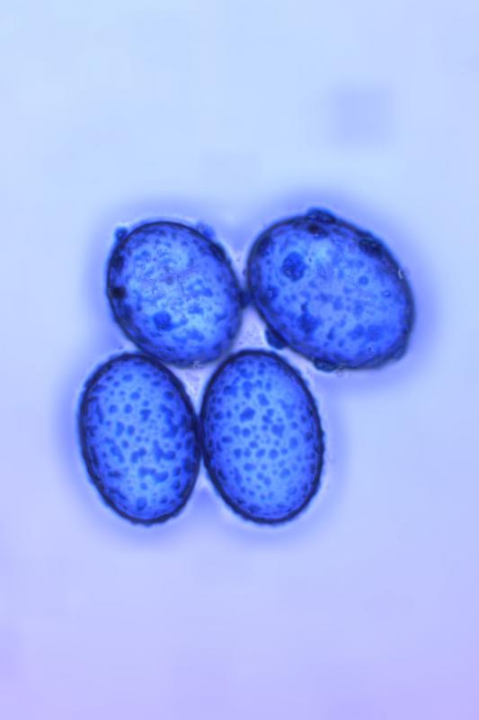 macrostoma