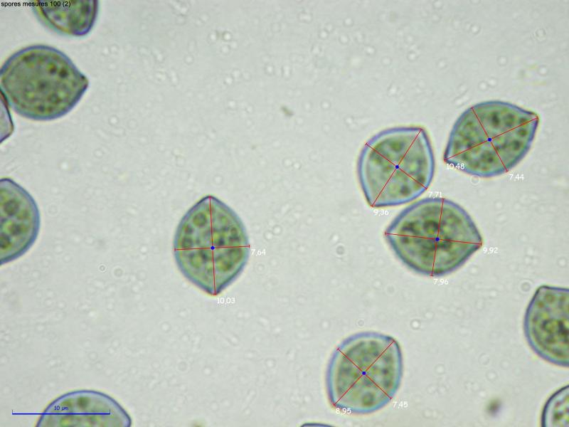 macrostoma