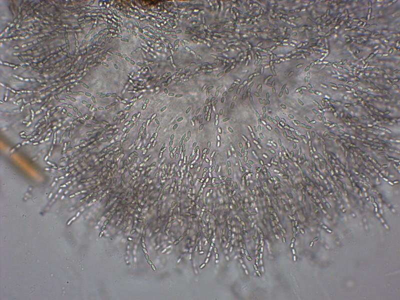macrostoma