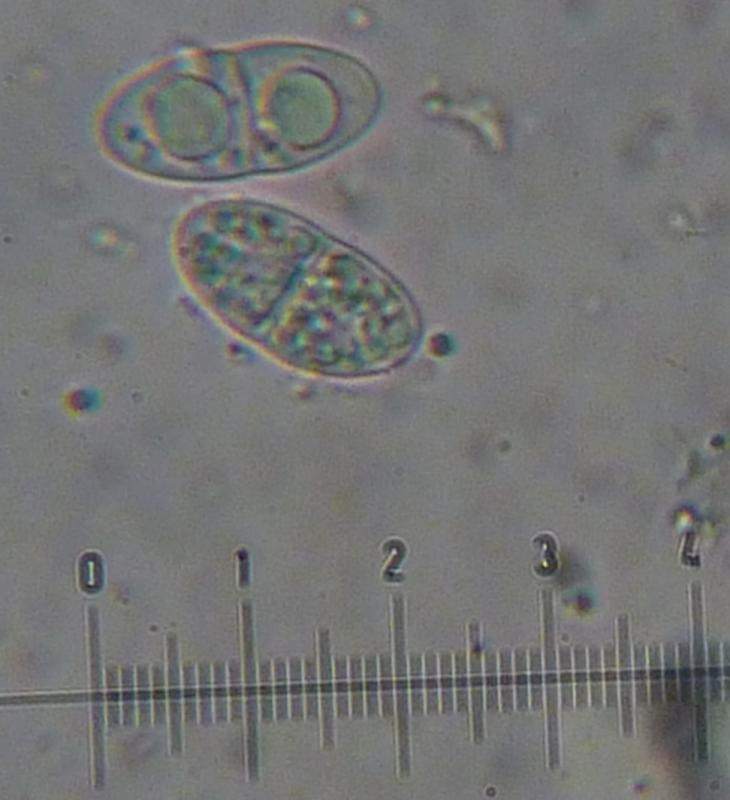 macrostoma