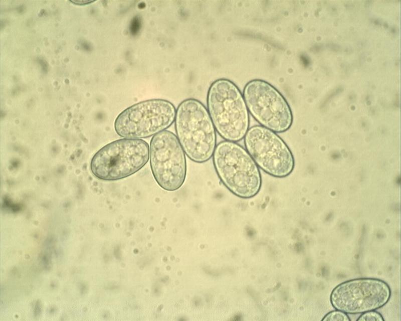 macrostoma