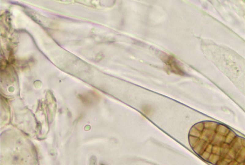 macrostoma