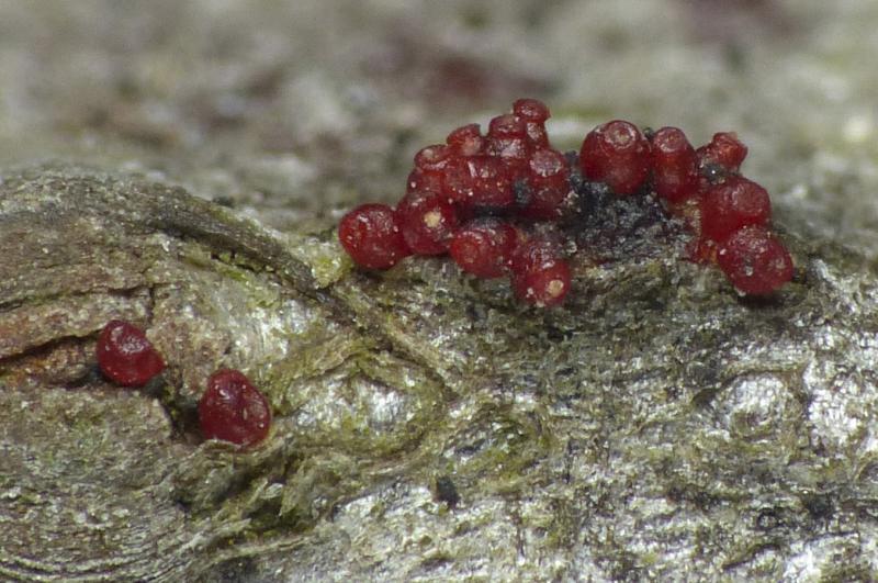 macrostoma
