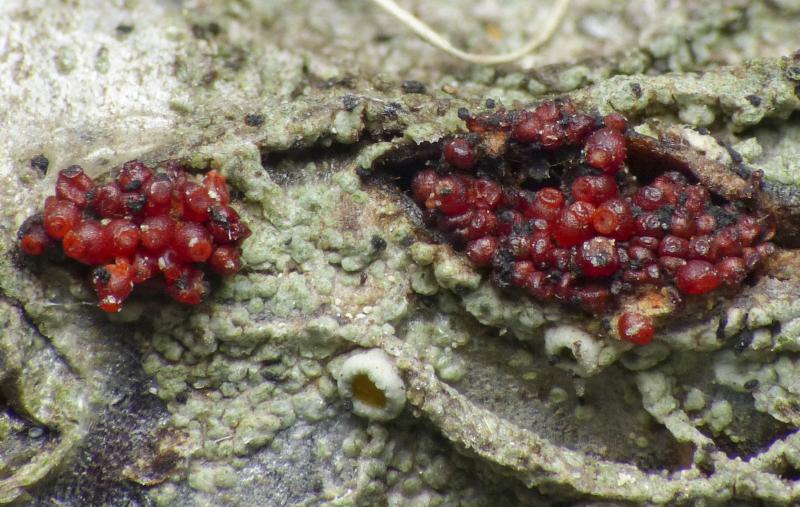 macrostoma