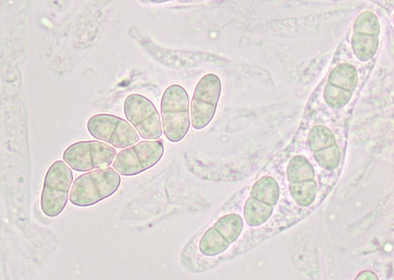 macrostoma