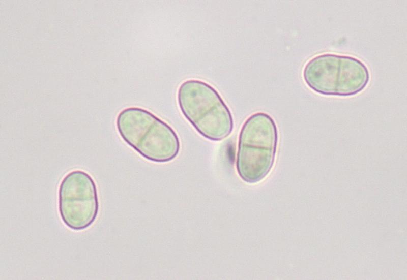 macrostoma