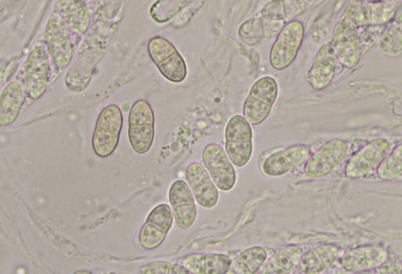 macrostoma