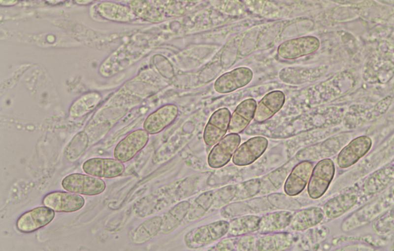 macrostoma
