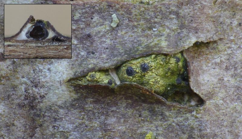 macrostoma