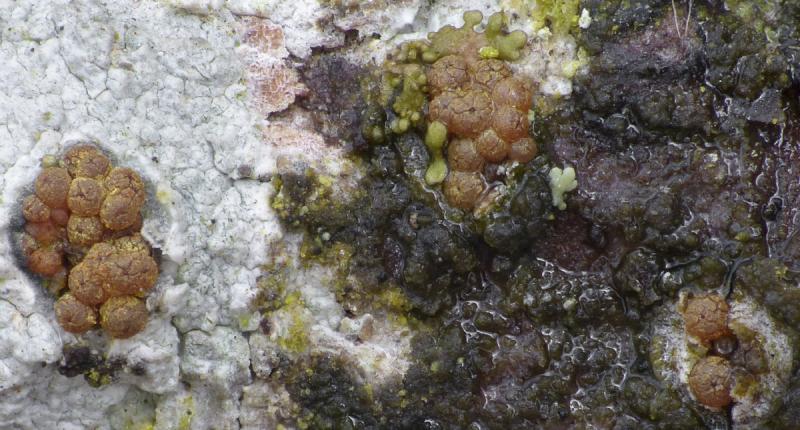 macrostoma