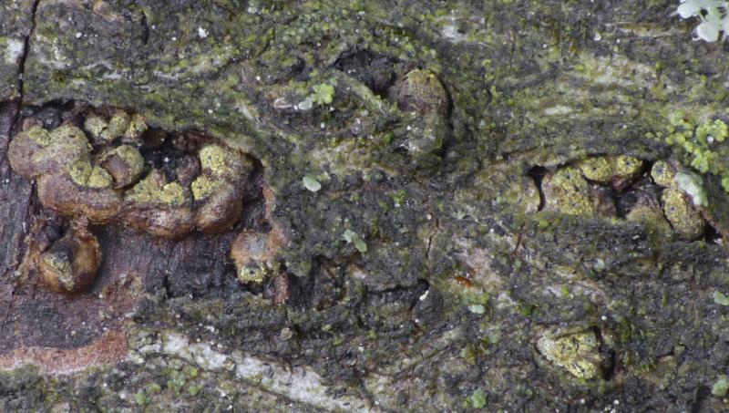 macrostoma